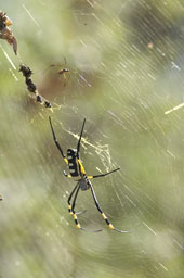 Golden orb web spider (femelle and male, back)